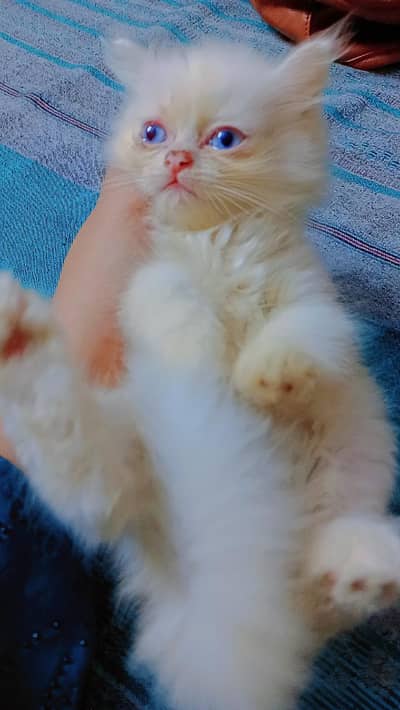 Pershan kittens available for sale