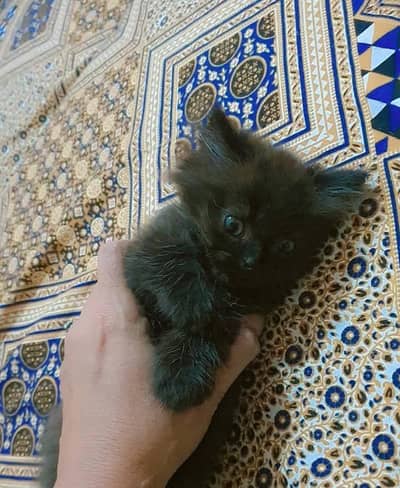 person cat for sale go watsap number 03*26*32*21*788