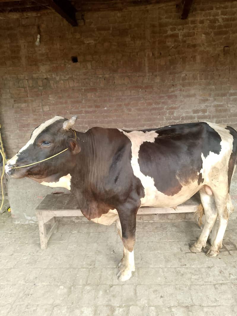 ویرا برائے فروخت 0