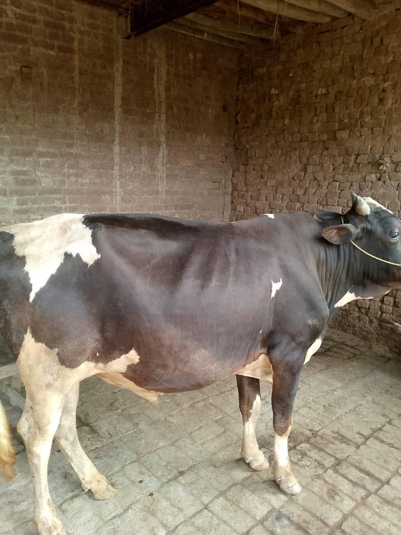 ویرا برائے فروخت 1