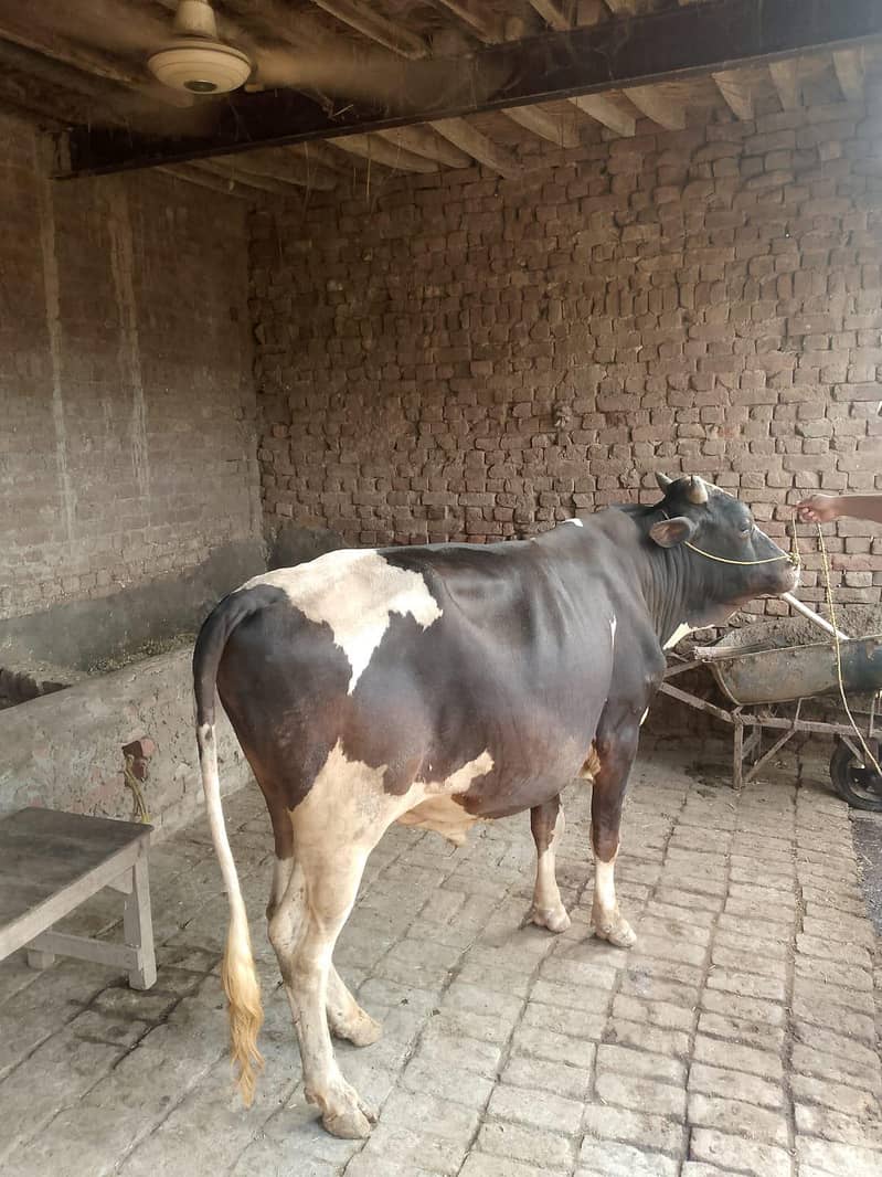 ویرا برائے فروخت 2