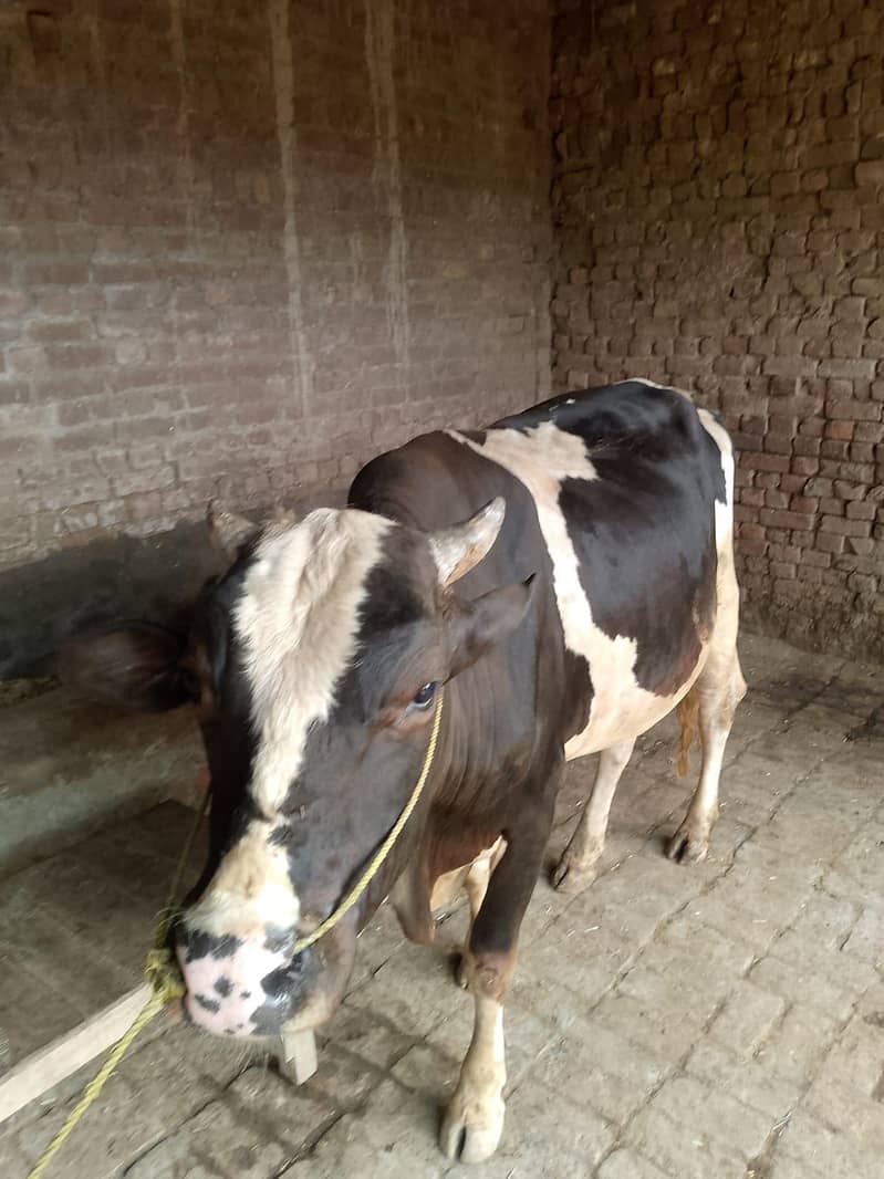 ویرا برائے فروخت 3