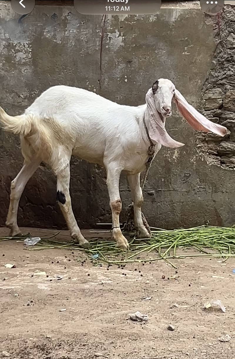 Gulabi bakra 0