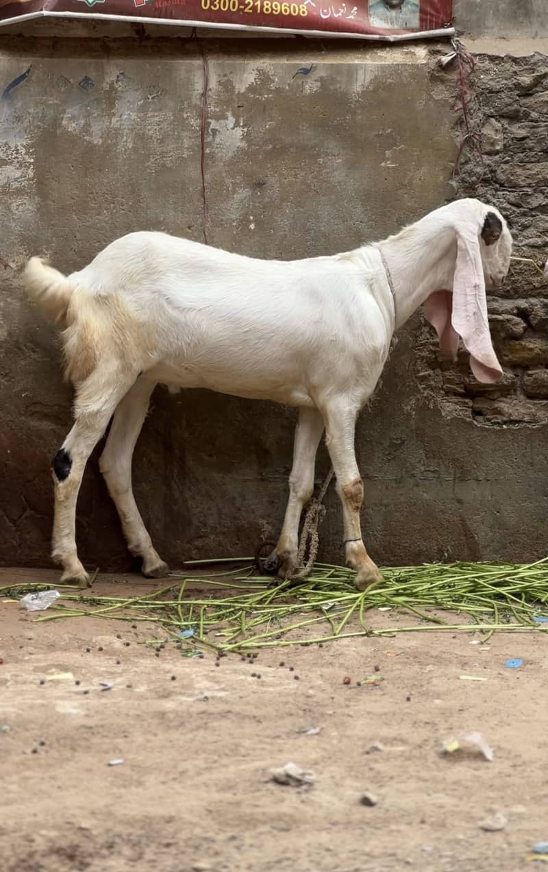 Gulabi bakra 1