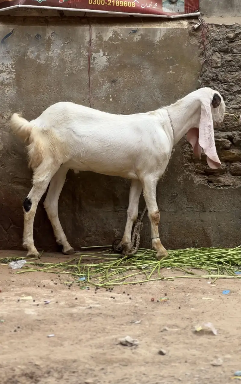 Gulabi bakra — photo 2