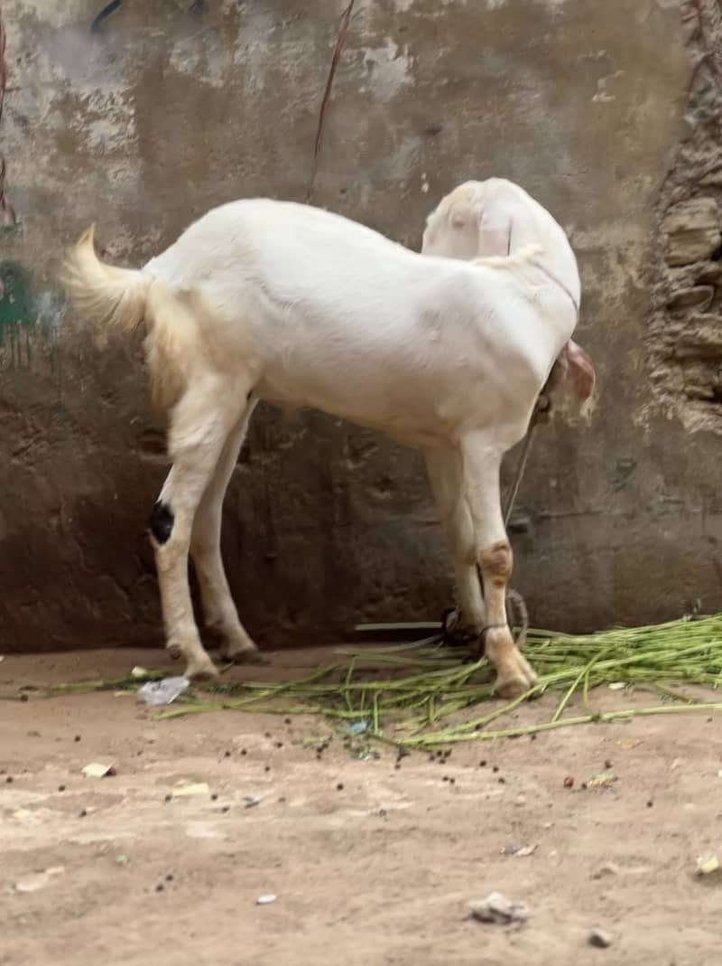 Gulabi bakra 2