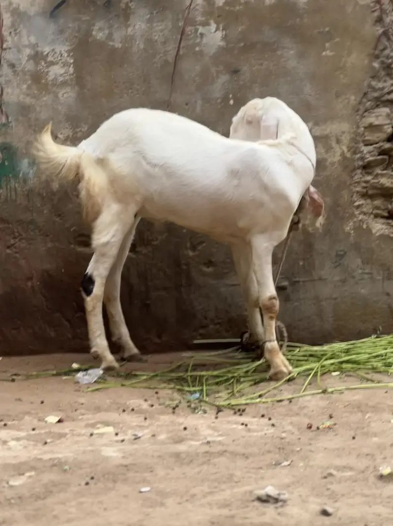 Gulabi bakra — photo 3