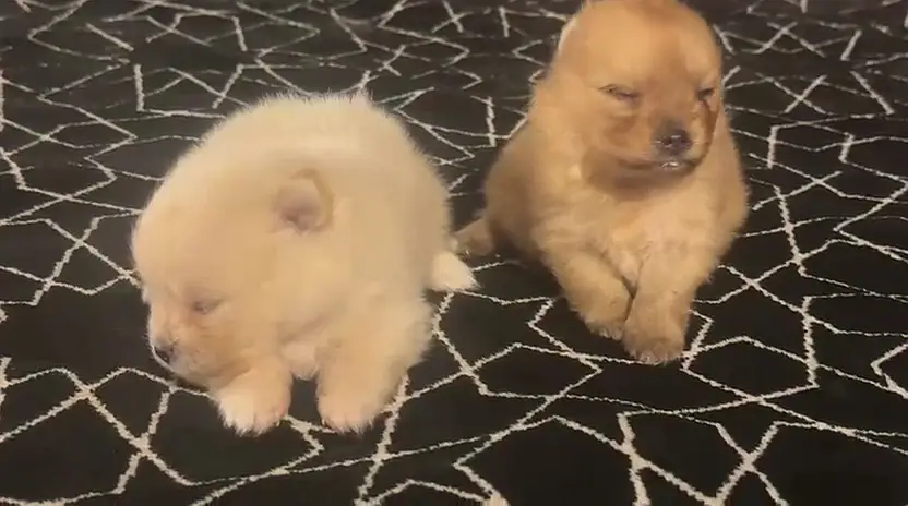 TEACUP POMERANIAN  PUPPIES AVAILABLE FOR IMPORT — photo 4