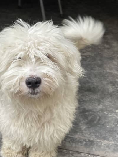 Paddle shihzoo cross