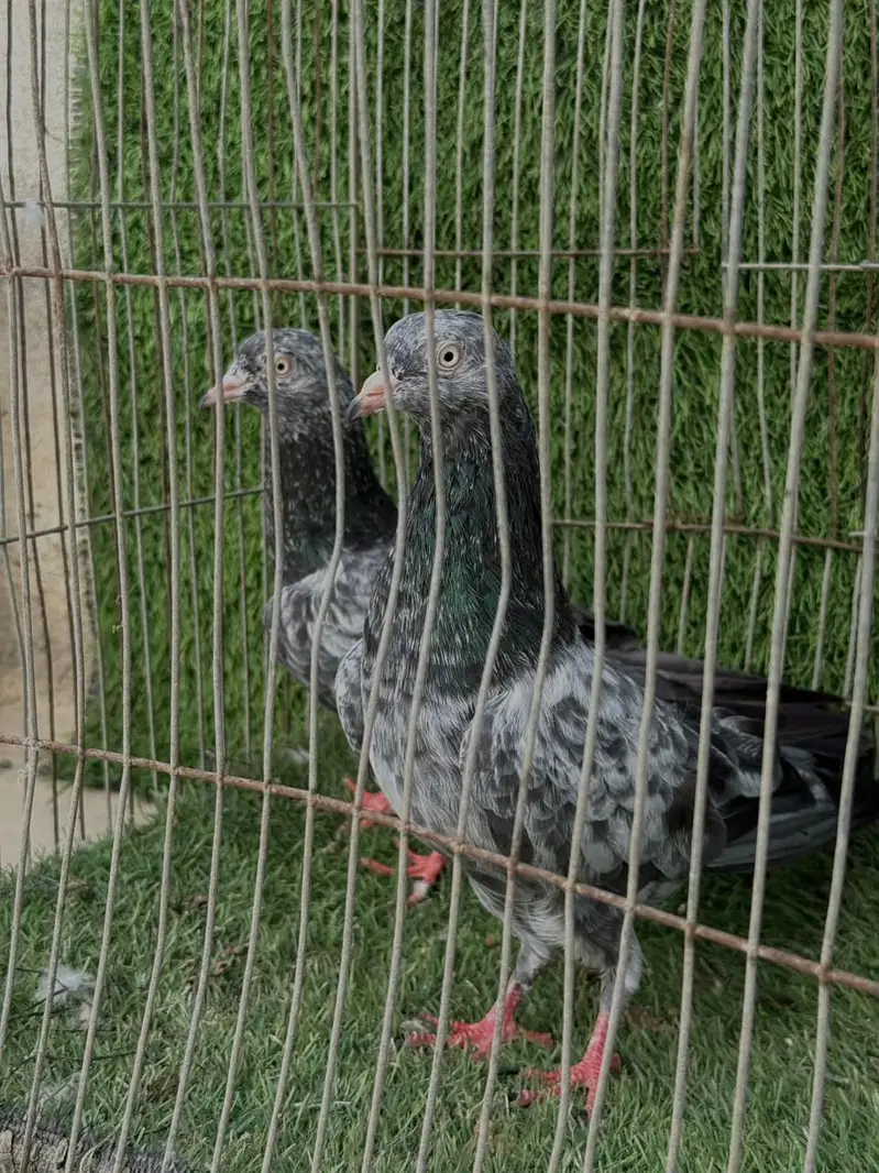indian saranpuri — photo 2