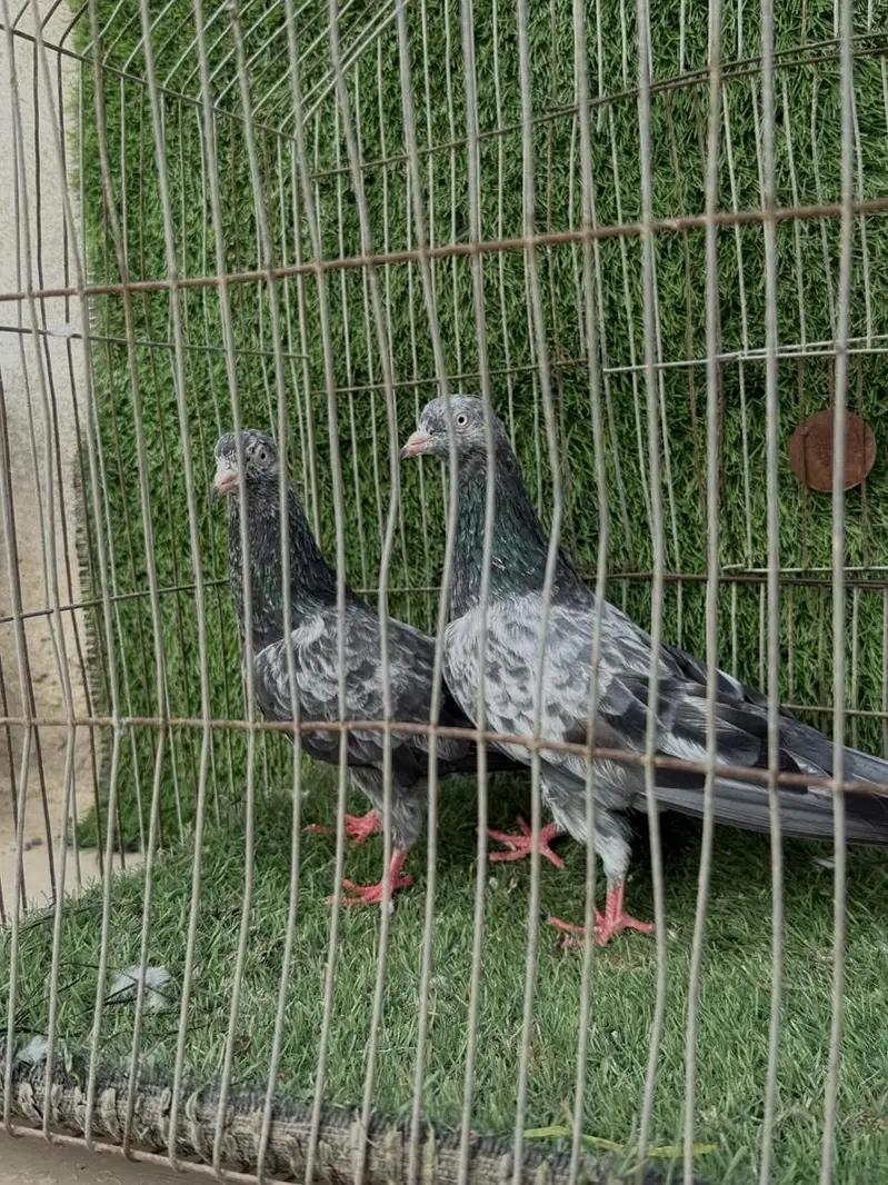 indian saranpuri — photo 3