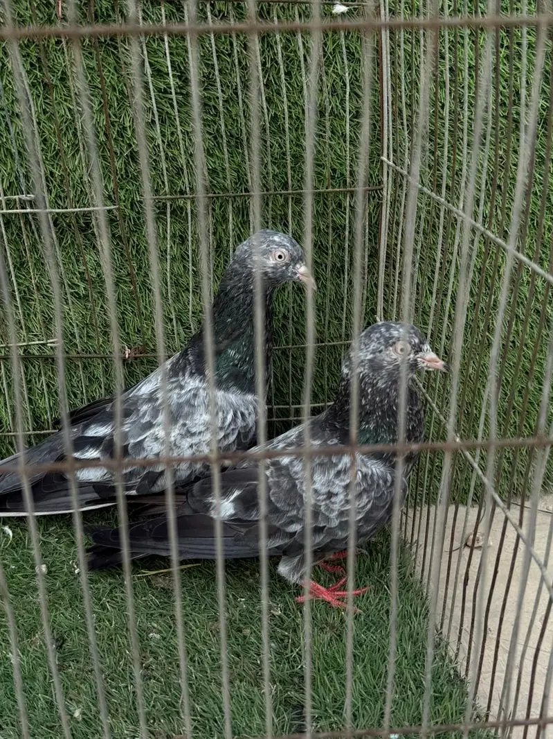 indian saranpuri — photo 4