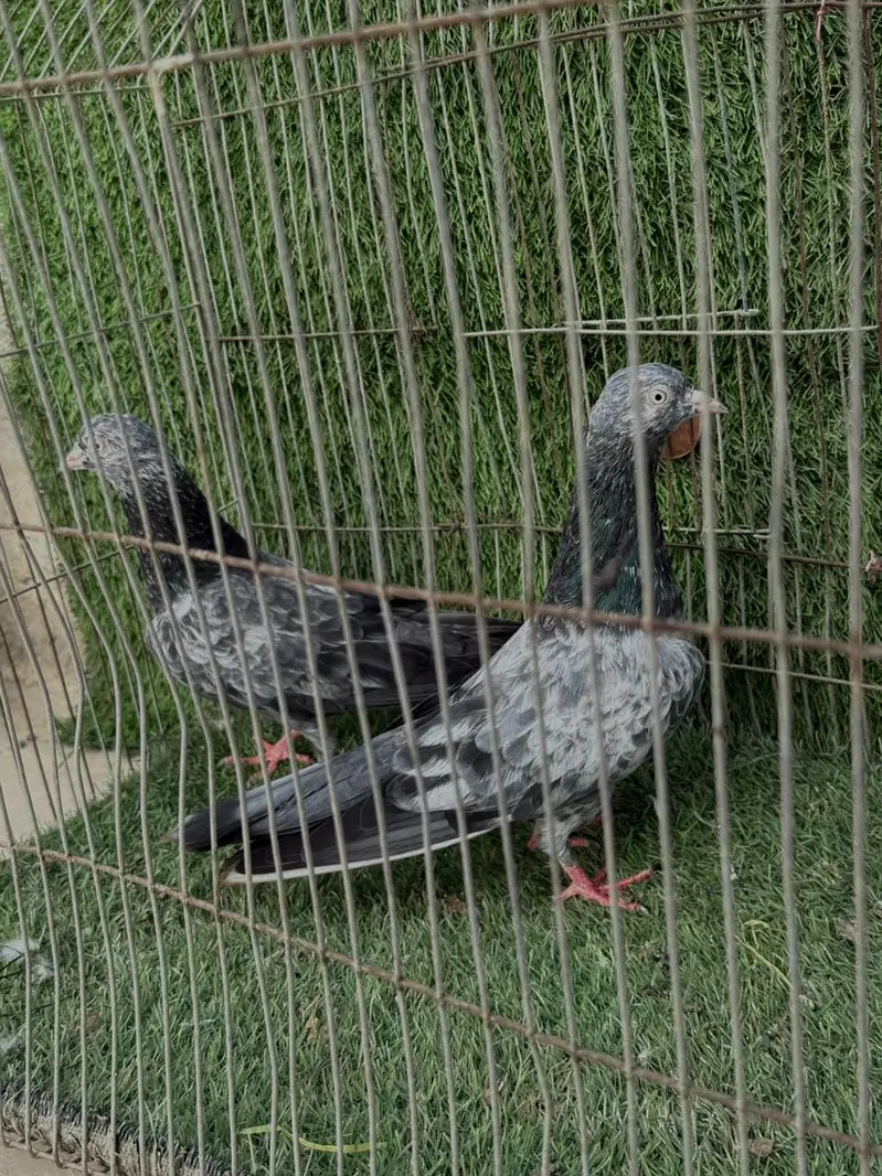 indian saranpuri — photo 5