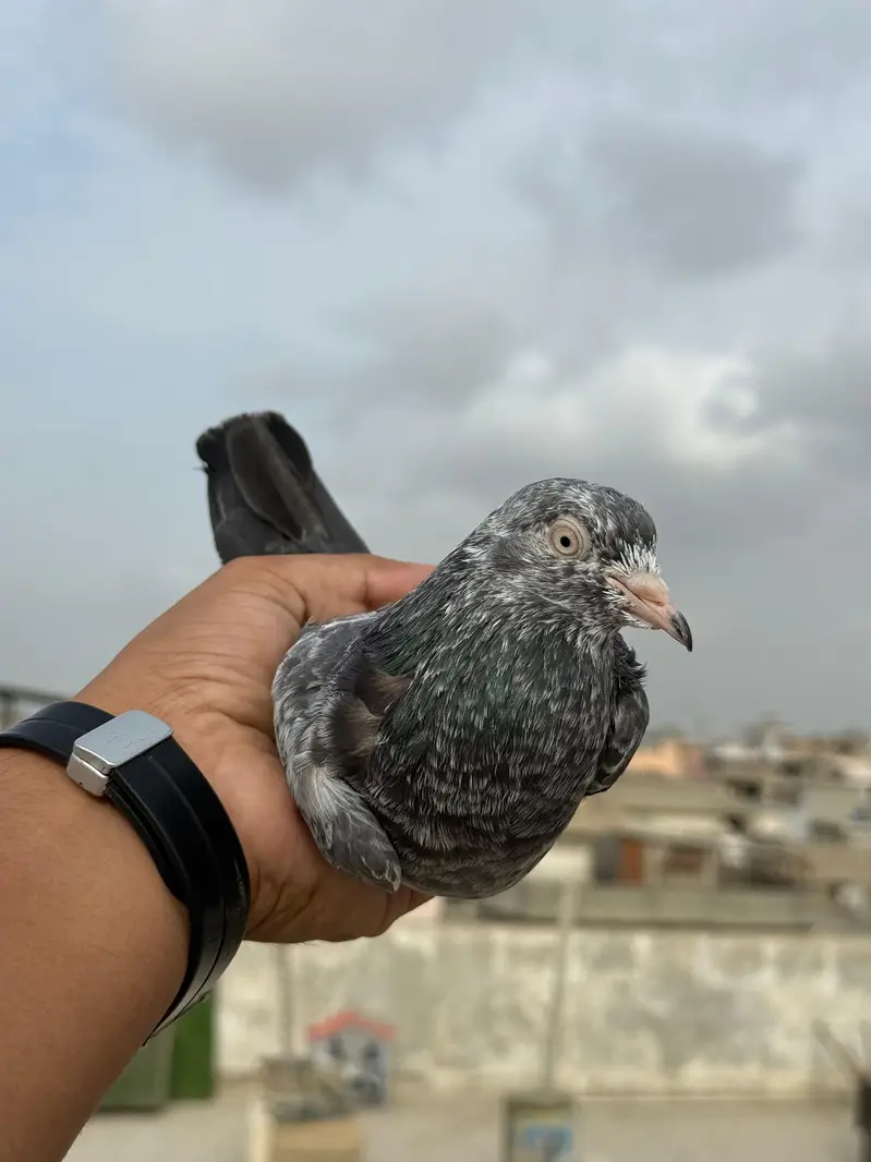 indian saranpuri — photo 6