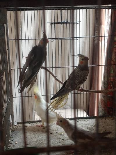 cockatiel for sale