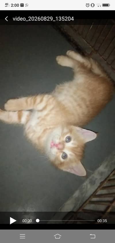 persian kittens