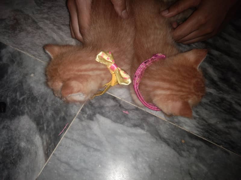 persian kittens 1