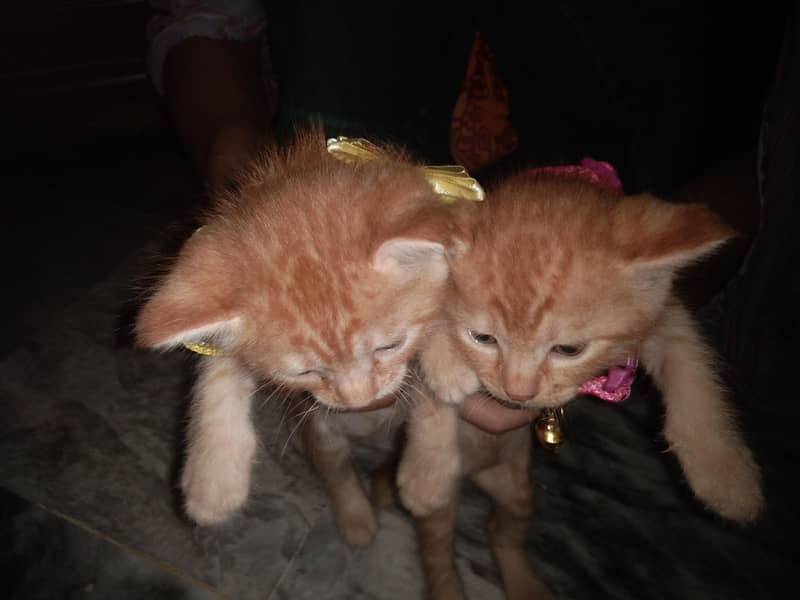 persian kittens 2