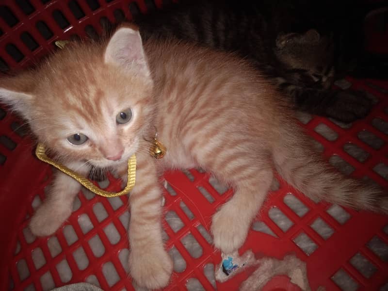 persian kittens 3