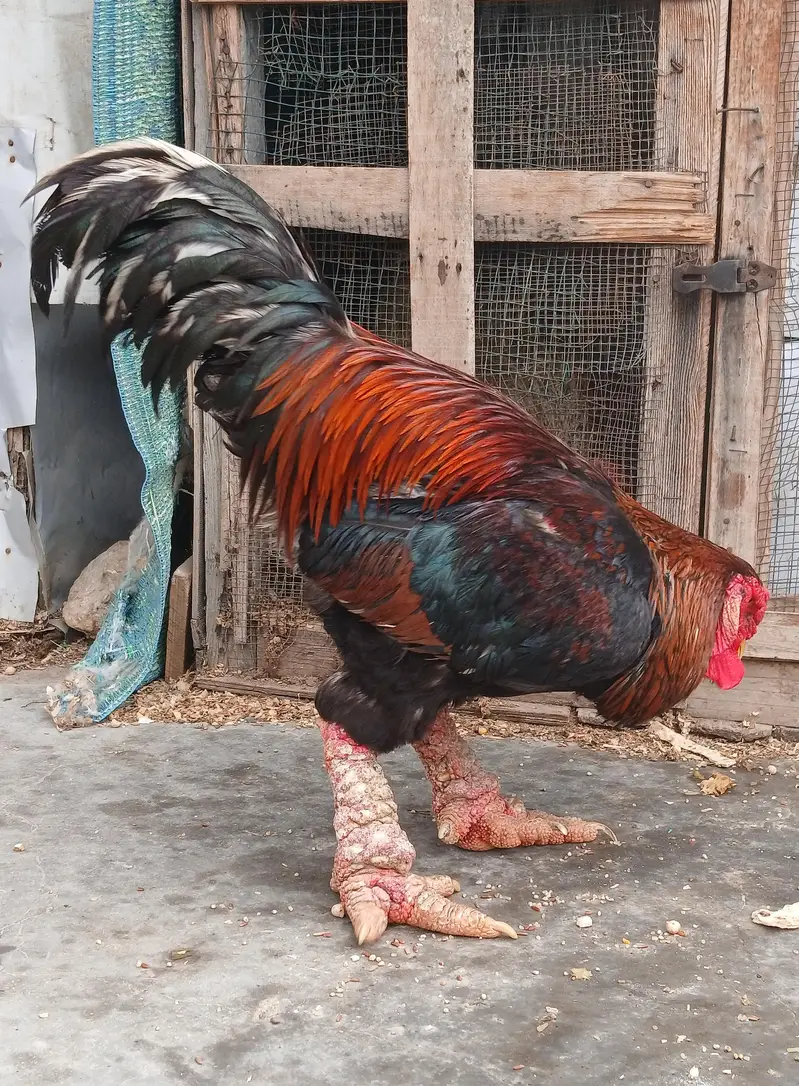 dong tao male hi quality aseel female — photo 5