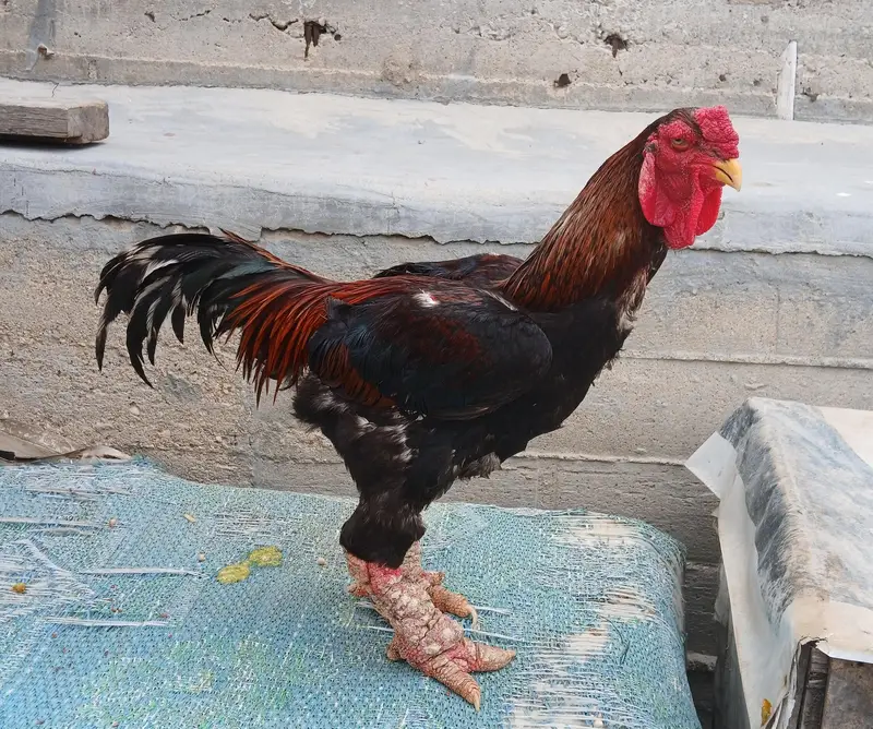 dong tao male hi quality aseel female — photo 6