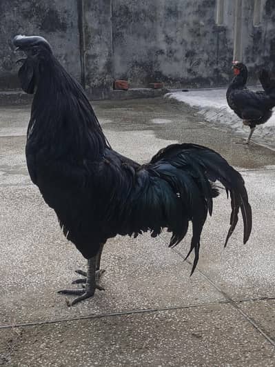 Ayam cemani 1 and misri murgi 3 for sale