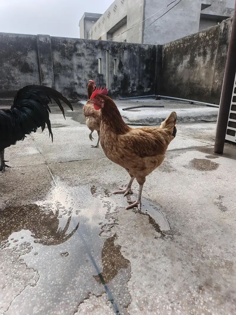 Ayam cemani 1 and misri murgi 3 for sale — photo 2
