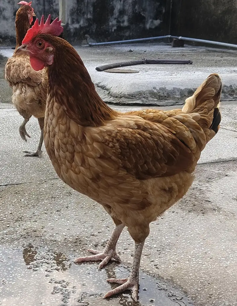 Ayam cemani 1 and misri murgi 3 for sale — photo 3
