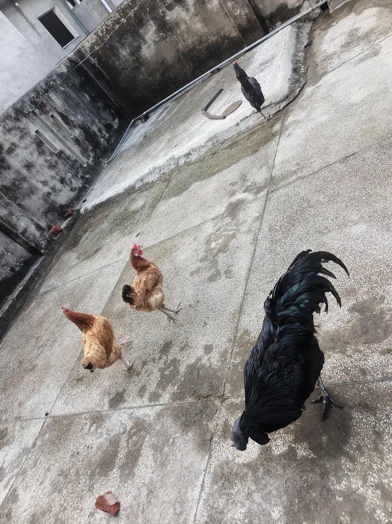 Ayam cemani 1 and misri murgi 3 for sale — photo 4