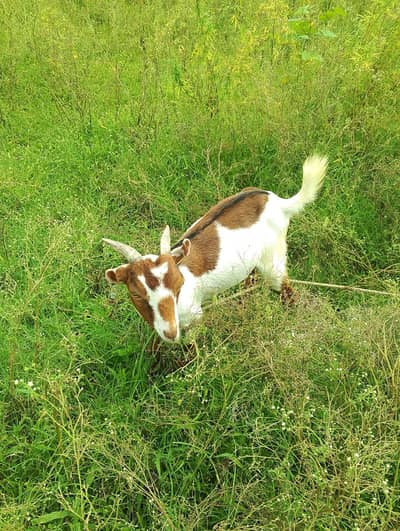 Tera Bakra for sale