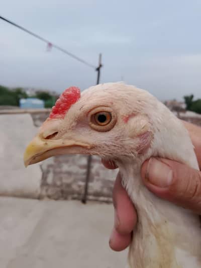 Heera Aseel pathy pathian for sale