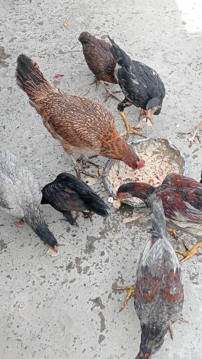 dasi aseel cros  kruk wali murgian
