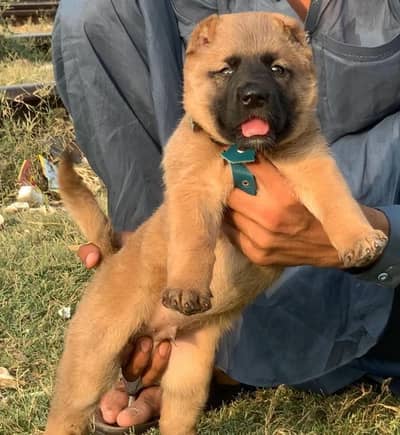 Turkish kangal male age 2 months  for sale available