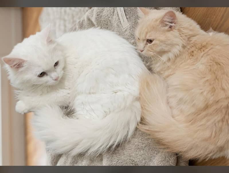 Kitten Pair Ragdoll Persian 0