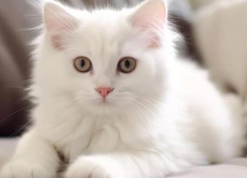 Kitten Pair Ragdoll Persian 2