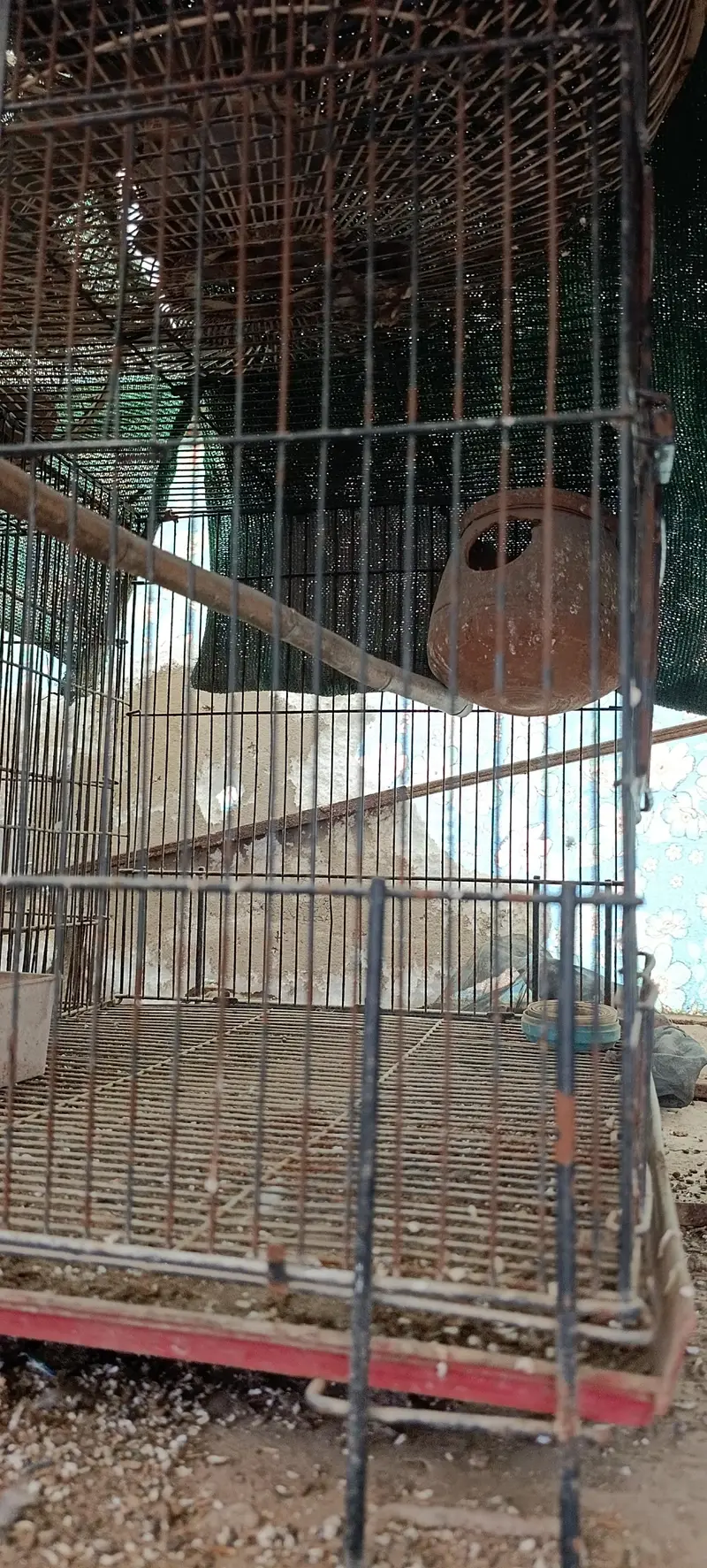 1.5 * 2 ft cage available for sale — photo 2