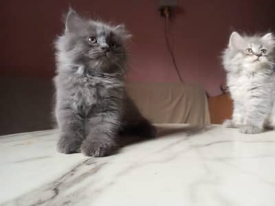 Persian kitten
