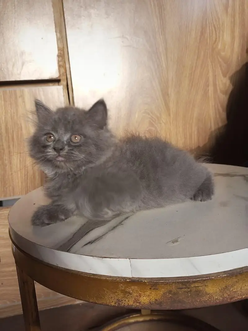 Persian kitten — photo 2