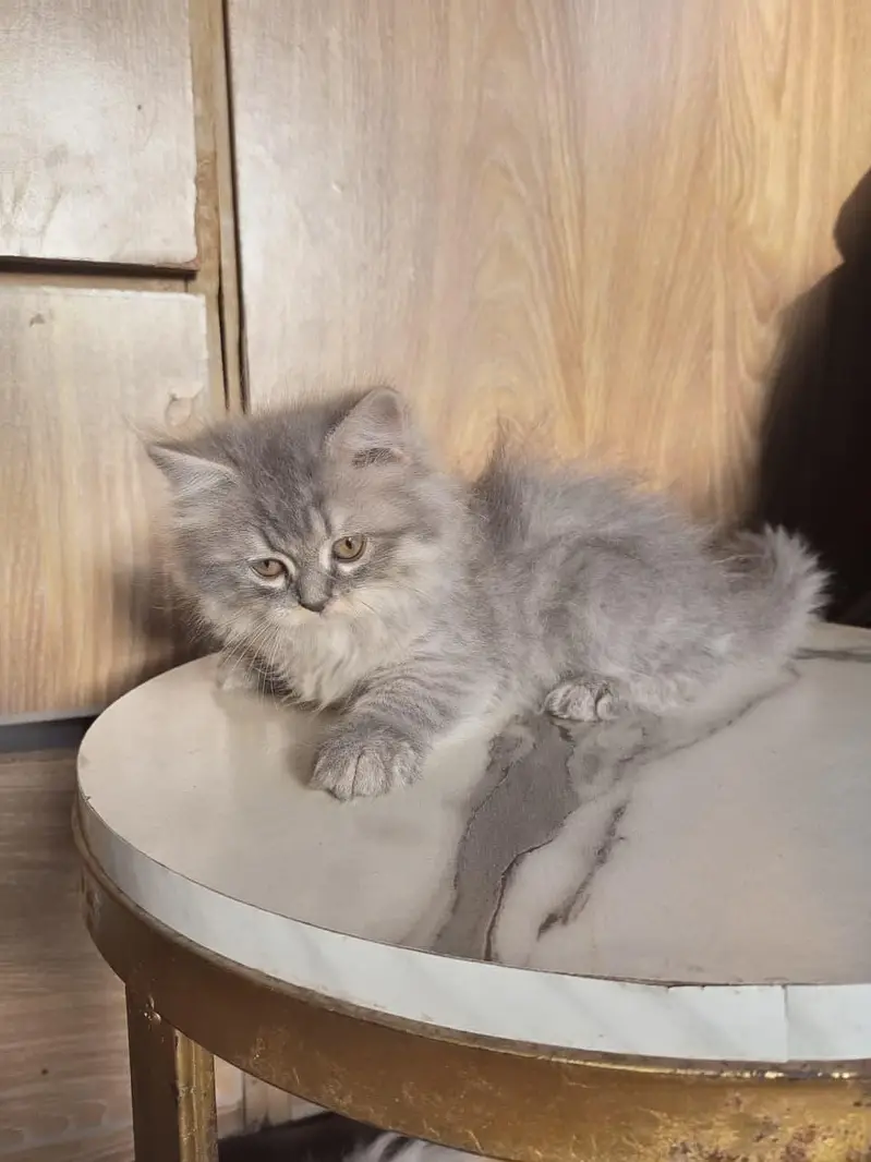 Persian kitten — photo 3