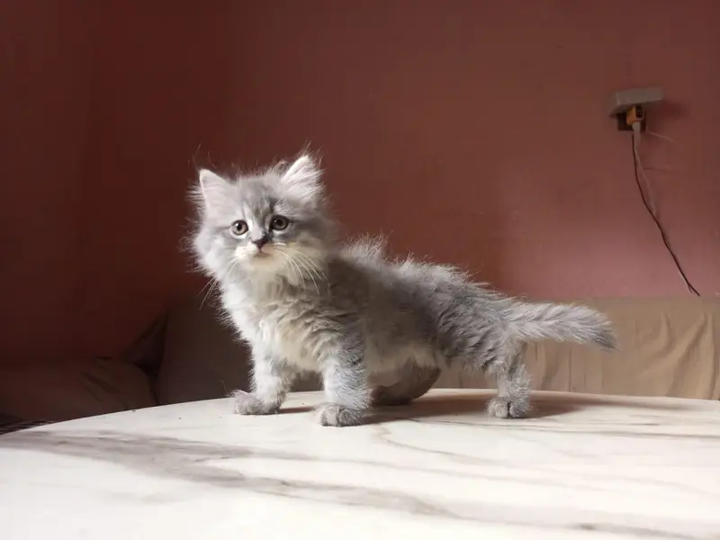 Persian kitten — photo 4