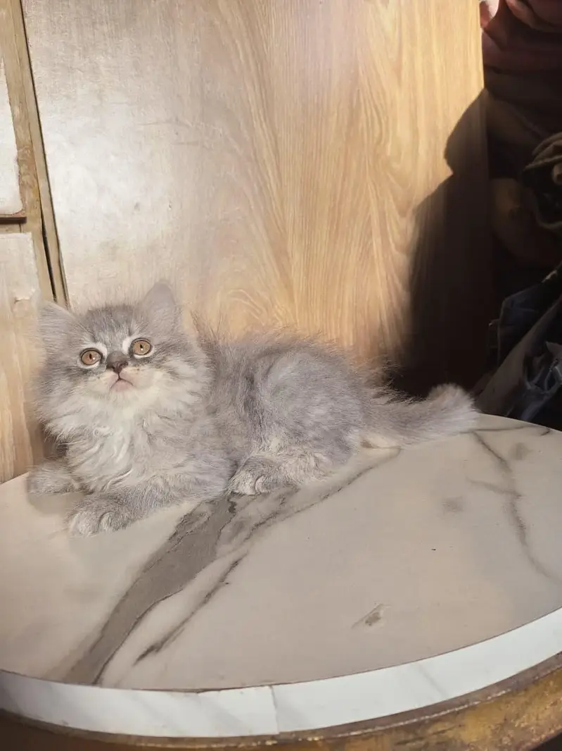 Persian kitten — photo 5