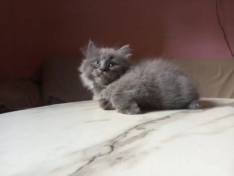 Persian kitten — photo 6
