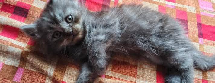 person cat for sale go watsap number 03*26*32*21*788