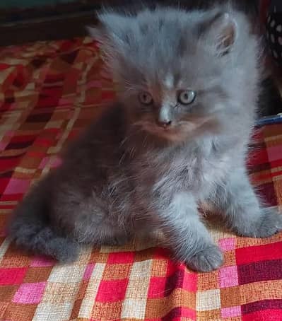 person cat for sale go watsap number 03*26*32*21*788