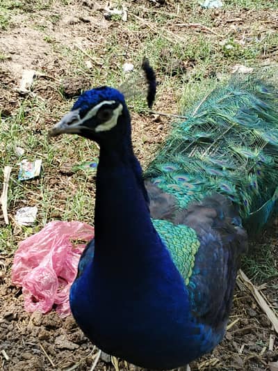 Peacock for sale demand 30000 only serious buyer contact 03025300267