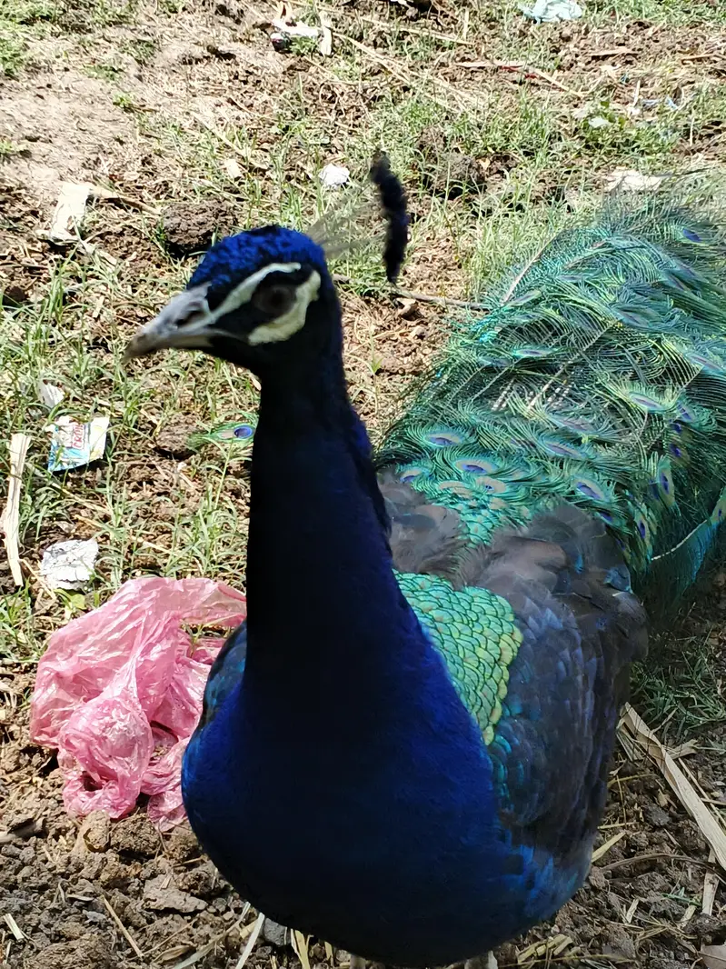 Peacock for sale demand 30000 only serious buyer contact 03025300267
