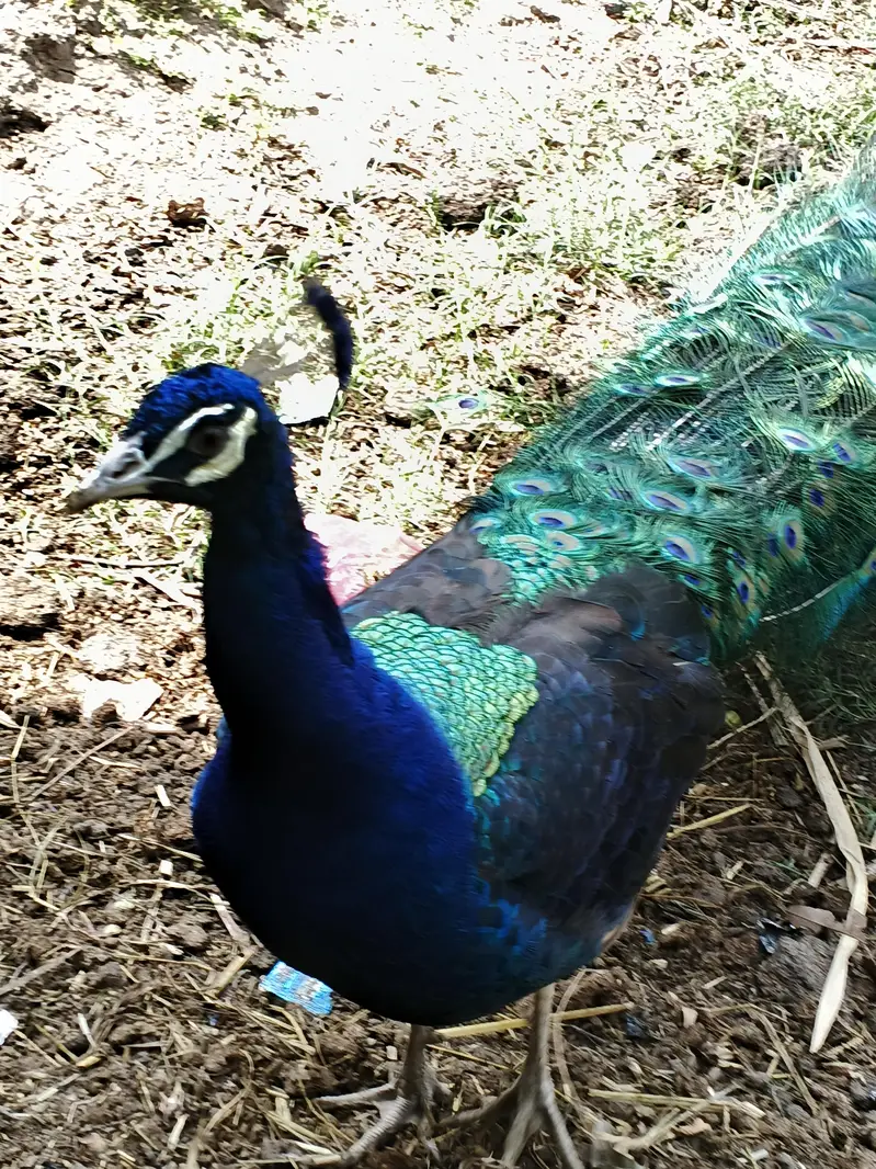 Peacock for sale demand 30000 only serious buyer contact 03025300267 — photo 2