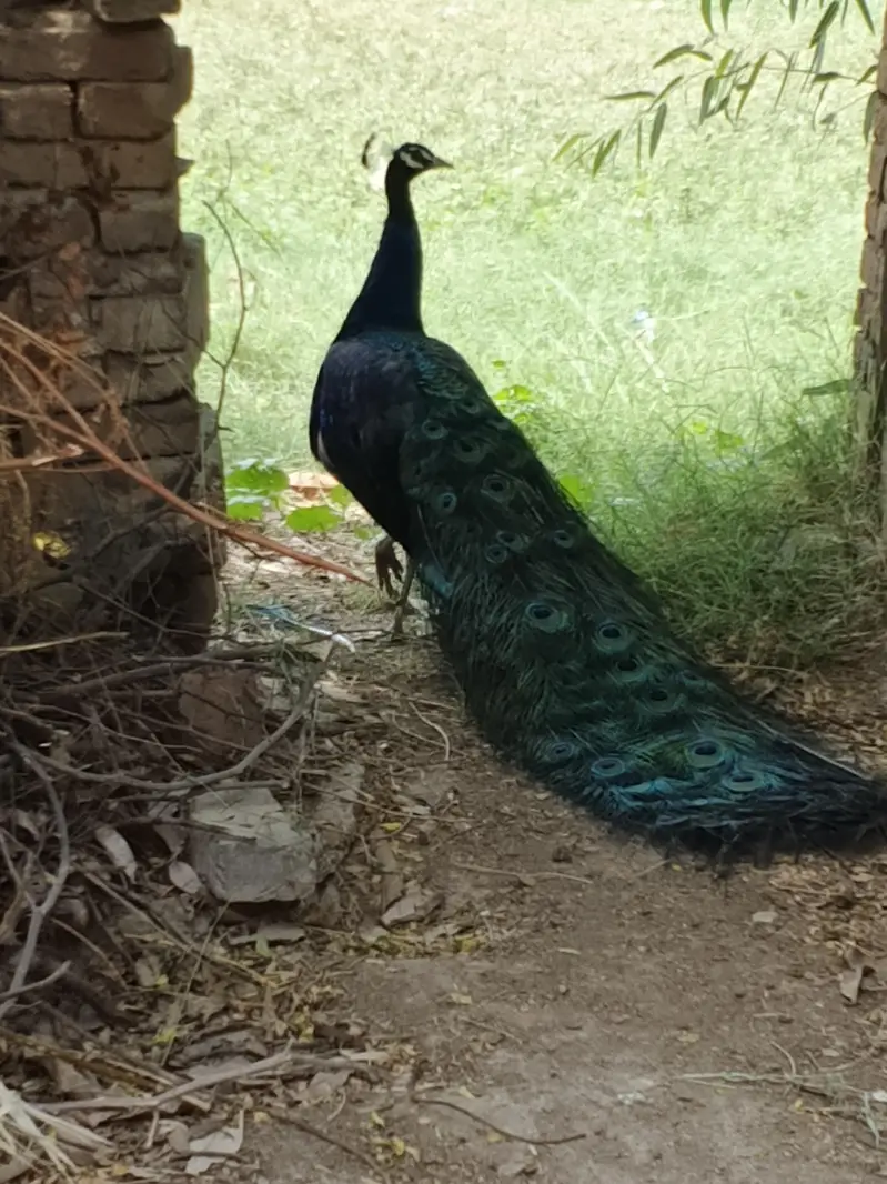 Peacock for sale demand 30000 only serious buyer contact 03025300267 — photo 3
