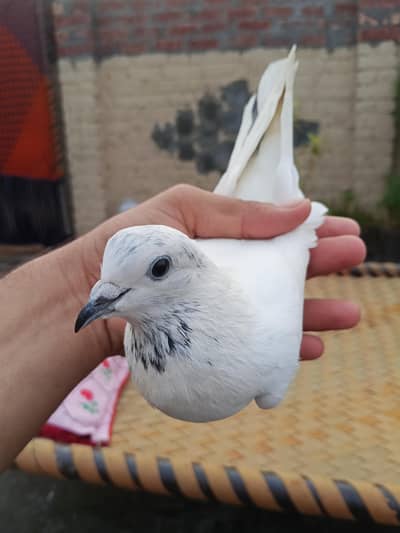 35 wali female