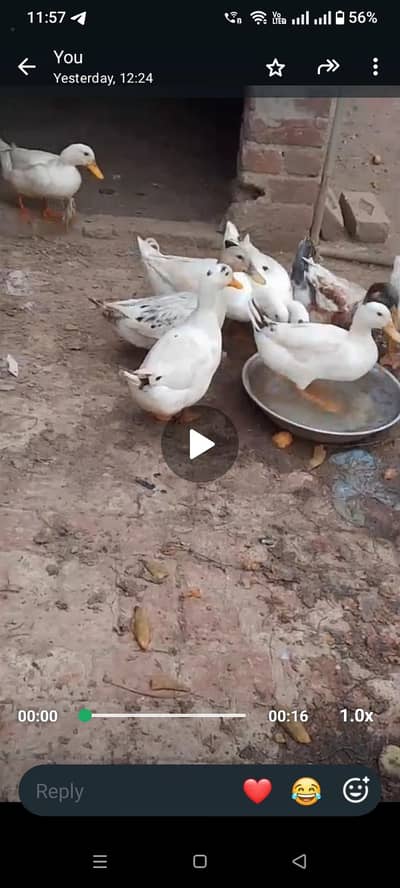 White ducks
